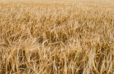 detail of gold rye in the field just before harvest