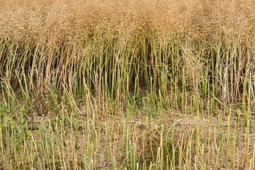 close up of partially harvested rape seed