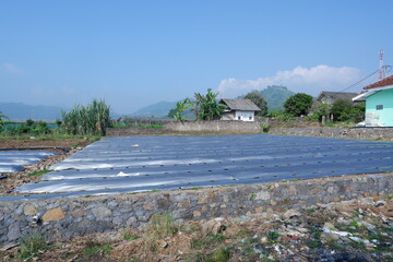 Cianjur, West Java Indonesia - June 23, 2023 - Farmers use Silver Black Plastic Mulch planting...