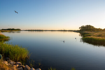 Evening mood with swans at Ishoj, south of Copenhagen, denmark