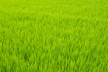 稲　田園　田んぼ