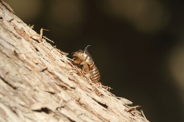 cicada just after molting in summer