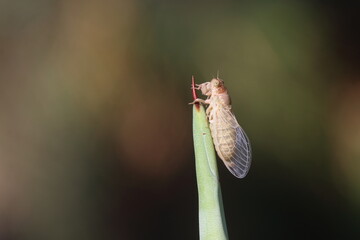 walnut kernel and whole walnuts on white background