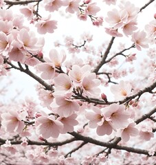 Branch of blooming cherry tree, sakura isolated on white background - AI generated