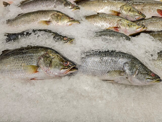 Sea bass on ice for sale