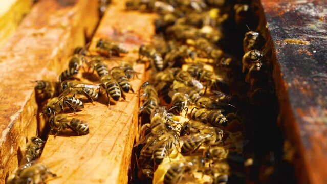A lot of bees in an ajar hive crawl along the frames with honeycombs, flap their wings. Bees collect pollen, produce honey. Apiculture