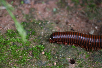 Trigoniulus corallinus - Asian millipede