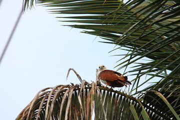 Brahminy kite