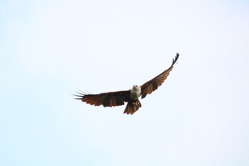 Brahminy kite in flight