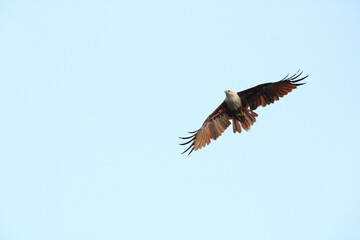 Brahminy kite in flight