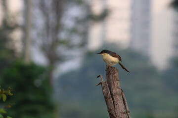 Ashy prinia on a tree