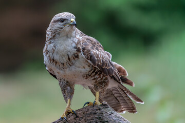 A beautiful Common Buzzard (Buteo buteo) sitting on a branch post at a pasture looking for prey. Noord Brabant in the Netherlands. Green background.                      