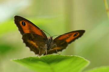 Frontal low angle closeup on a hedge brown Gatekeeper butterfly, Pyronia tithonus sitting on a green leaf