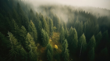 Aerial view of foggy forest with coniferous trees.