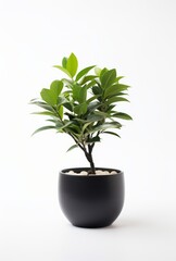 Obraz na płótnie Canvas houseplants in pots