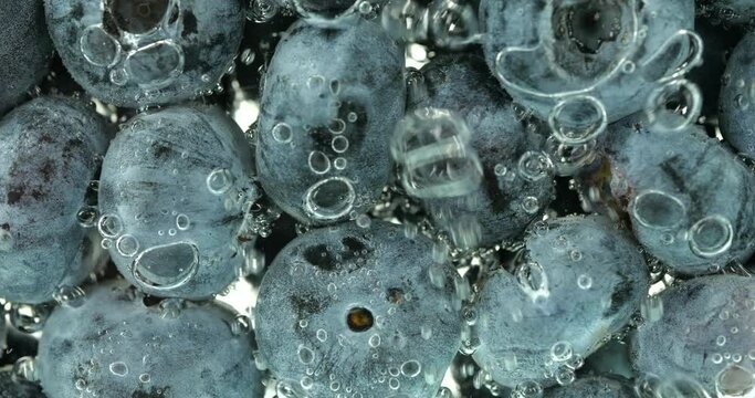 Blueberries under water in air bubbles. Vaccinium uliginosum.