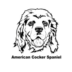 American Cocker Spaniel