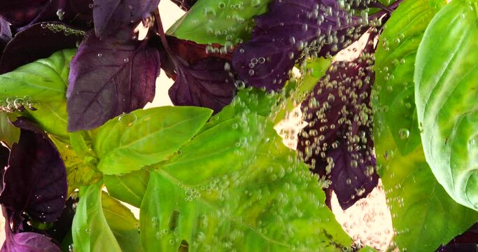 Green and purple basil leaves underwater in air bubbles. On a pink background.