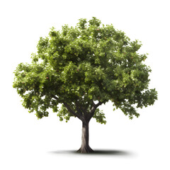 Apple tree isolated on a white background.  Generative AI