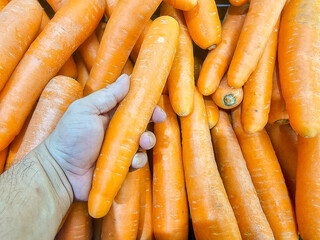 Hands holding carrot with blurred group of carrots in the background.