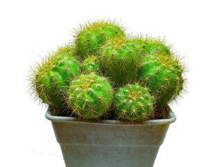 Beautiful cactus isolated on png background 