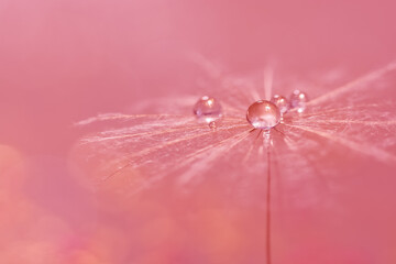 Dandelion seeds with a drop of dew. Beautiful dandelion macro on a pink background. Selective focus.