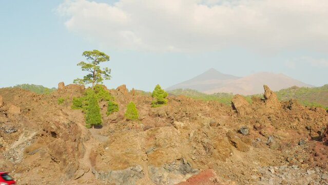 Trees growing on harsh Teide landscape with volcano in background
