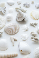 Monochrome seashells aesthetic background. Sea shells summery poster.