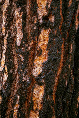  Burnt bark of sequoia, closeup. Black Burnt Tree Bark in Sequoia National Park. Burned bark of a coastal redwood tree in northern California. Sequoia wood texture and background - redwood tree bark