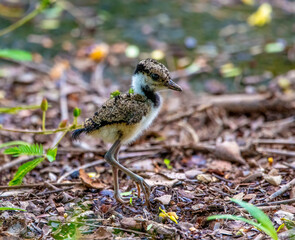 Red-wattled lapwing