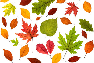 Colored autumn leaves on a white background. Autumn foliage collection. Flat lay.