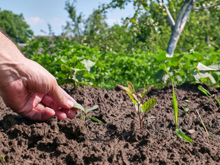 A farmer examines cucumber sprouts. Gardening and cultivation of cucumbers.