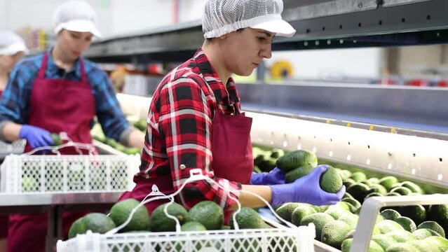 Skilled Hispanic female worker of fruit processing factory checking fresh ripe avocados on conveyor belt of sorting production line and packing into boxes