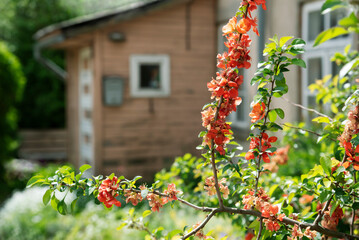 Yard with a flower bush.