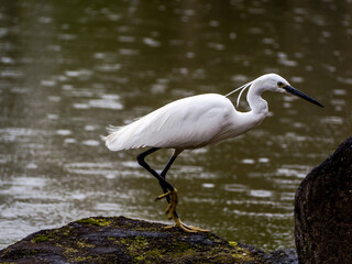 great white heron