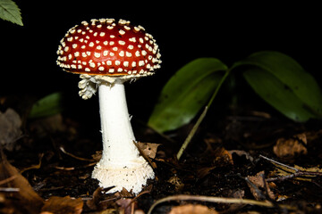 amanita muscaria fly agaric