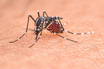 Mosquito sucking blood on human skin, Close up photo and selective focus.