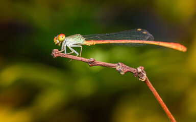 A orange damselfly perched on a tree branch and nature background, Selective focus, insect macro, Colorful insect in Thailand.