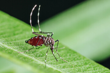 Mosquito filled with sucked blood sitting on green leaf.