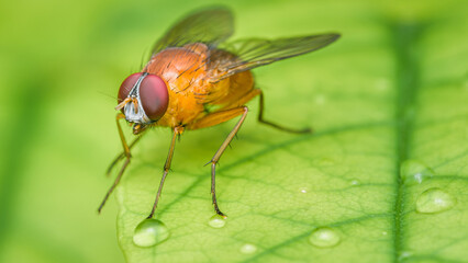 Close up a fly on green leaf and nature blurred background, Common housefly, Colorful insect, Selective focus.
