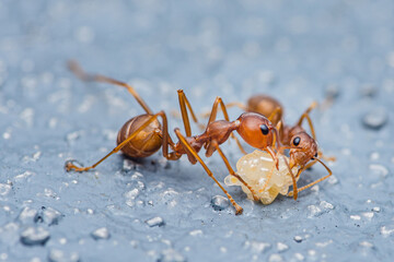Red ant to moving eggs on cement floor.