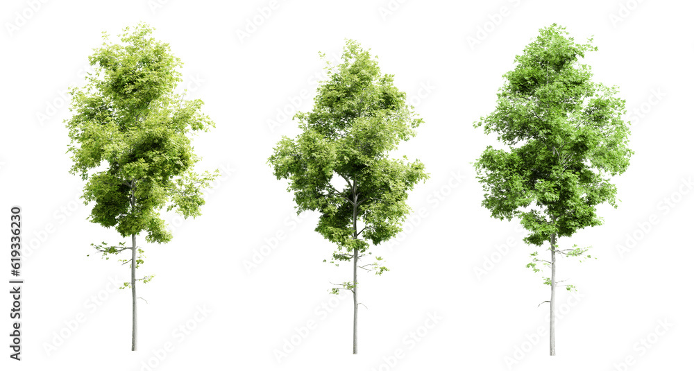 Poster Hickory trees isolated on transparent background and selective focus close-up. 3D render.