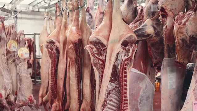 Raw butchered carcasses of cows, pigs and lambs hanging on hooks in cold storage of meat processing factory or slaughterhouse. High quality 4k footage