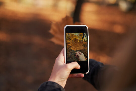 Woman photographing maple leaf with smart phone