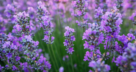 Lavender flower in the field