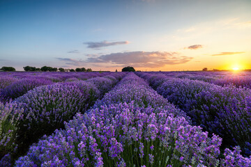 Naklejka premium Lavender flower blooming fields in endless rows. Sunset shot.