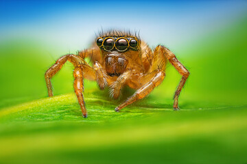 Jumping spider macro closeup on a green leaf and blue sky