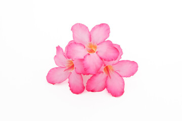 Obraz premium Tropical flower Pink Adenium. Desert rose on isolated white background