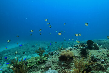 Fototapeta na wymiar flock of young small school fish under water background ocean
