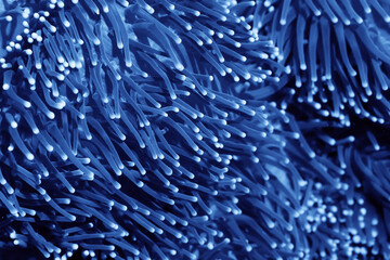 anemone actinia texture underwater reef sea coral © kichigin19